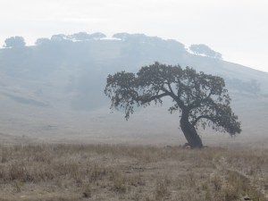 The theme photo for my Spanish-language blog 'Through the Fog' - courtesy of the California landscape.
