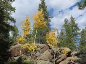 A few lonely aspens near Nederland, CO.