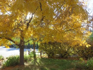 Late October in my front yard.