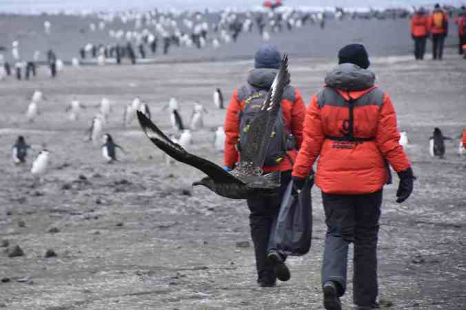 Copy of a skua fly by as two homeward bounders pass - by Dyan de Napoli